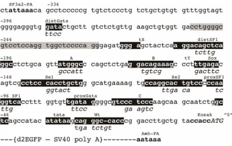 Figure 1. Nucleotide sequence (5’3’) of a mouse Amh pro-moter region. SF3a2-PA is the polyadenylation signal of an upstream gene coding for a spliceosome component [13]