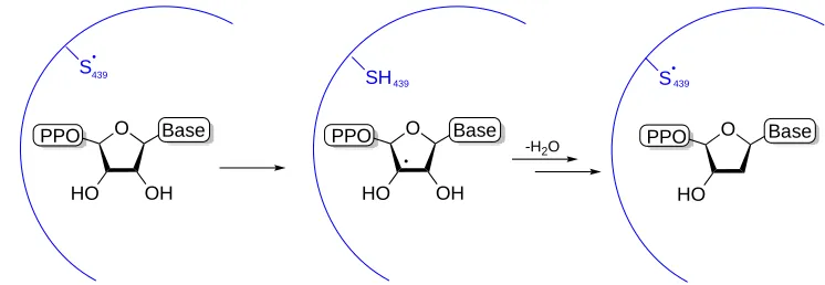 Figure 1.1: The deoxygenation of ribonucleotides by RNRs via thiyl radical generated in one of the 