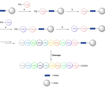 Figure 1.6: Reiterative process of solid phase peptide synthesis (SPPS). The N-protected amino acid (AA1) is coupled to the resin using an activating agent, coupling reagent, base and organic solvent (a)