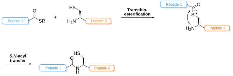 Figure 1.7: General scheme of NCL. Step 1: Transthioesterification to link peptides through thioester  