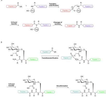 Figure 1.8: A) Auxiliary mediated ligation (AML). The N-α auxiliary provides the thiol for 