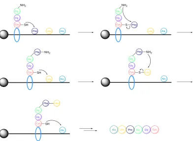 Figure 1.9: Ribosomal molecular machines for protein synthesis. The first step consists of an O,S-acyl transfer to provide a thioester which subsequently undergoes S,N-acyl transfer in the second step to add an amino acid to the chain