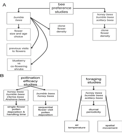 Figure 1. Outline of experiments conducted between the years 1996 and 2015, bee preference studies (A) and pollination efficacy and foraging studies (B)