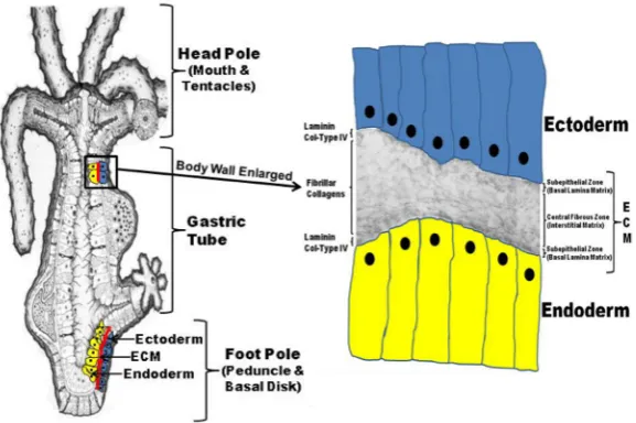 Fig. 1. The Hydra body plan is formed of an epithelial bilayer wih an interven-ing extracellular matrix (ECM).Hydra exists as a gastric tube with a head process (mouth and tentacles) at the apical pole and a foot process (peduncle and basal disk) at the ba