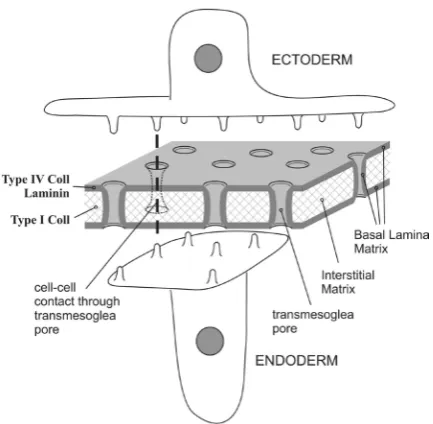 Fig. 2. Model of the Hydra extracellular matrix (ECM) structure showing cellular processes sheathed by a basal lamina and extending through the ECM from both the ectoderm and endoderm