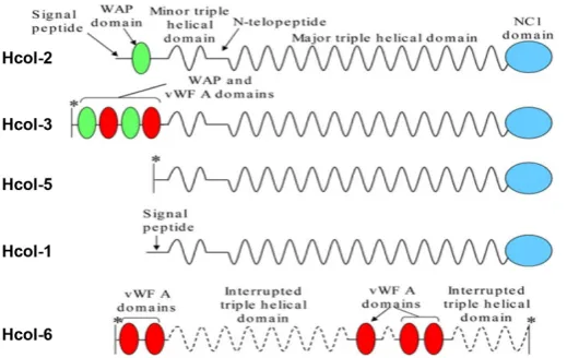 Fig. 3. Summary of the proposed structure of each of the Hydra fi-brillar collagens. The complete cDNA sequences are known for Fibrillar collagens Hcol-1, -2, -3 and -5 and the deduced structures are based on rigorous biochemical structural analysis