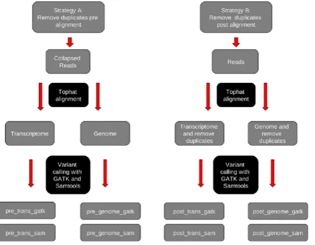 Figure 1. Analysis strategies and methods for RNA-seq SNP detection. This figure outlines the analysis strategies and methods used toidentify the best performing methods of RNA-seq SNP detection