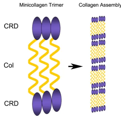 Fig. 2. Schematic representation of minicollagens. During nematocyst maturation the trimeric minicollagens associate via their terminal cysteine-rich domains (CRD) forming a stress-resistant supra-structure.
