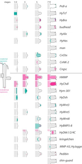 Fig. 2. Schematic representation of expression domains and boundaries in the developing bud