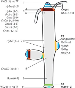 Fig. 3. Summary of epithelial gene expression domains and defined boundaries in Hydra