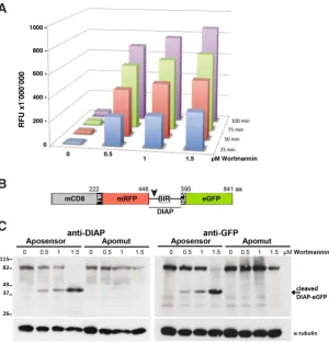 Fig. 3. Biochemical measurements of apoptotic activity. (A) Detection of caspase activity in 50 mg whole cell extracts (WCE) prepared from Hydra vulgaris exposed to Wortmannin for 5 hours at variable concentrations (0.5, 1, 1.5 mM)