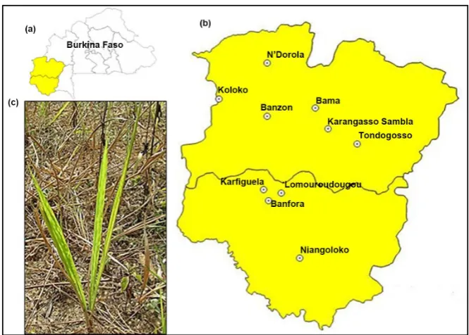 Figure 2. Geographical location of IYMV sample collection sites and symptoms on in-the two South-Western regions where IYMV was detected and collected; (c) Typical mot-south-Western (in yellow) where sampling was done; (b) Precise rural provinces within fe