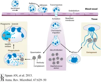 Figure 2. The process of neutrophils eliminating S. aureus [13]. 