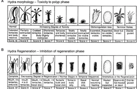 Fig. 1. Toxicity in Hydra based on morphological changes (A) and inhibition of regeneration (B) based on the scale from 10 to 0 devised by Wilby (1988) (reproduced with kind permission of Wilby, Tesh and Shore, 1989)