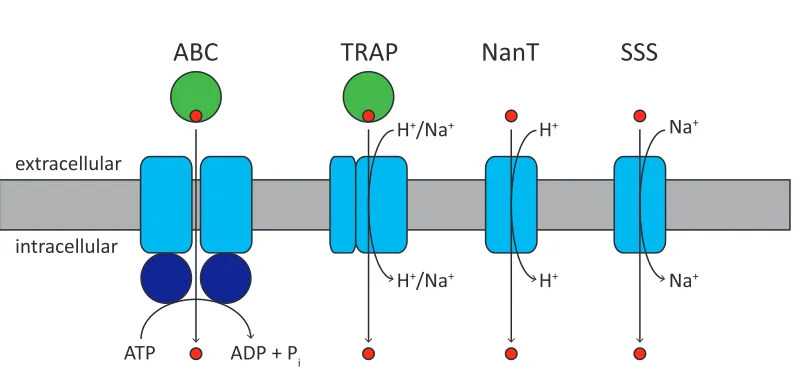 Figure 1.3. Sialic acid transporter types. In ABC and TRAP transporter systems, a periplasmic or cell surface associated substrate binding protein (green circles) interacts with two membrane protein domains (blue rectangles) to transport the sialic acid (r