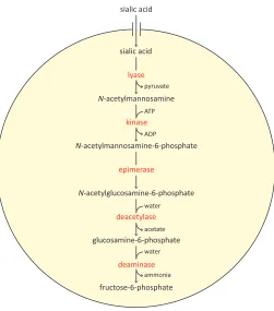 Figure 1.4.  The sialic acid degradation pathway. Following the import of sialic acid into the bacterial cell, it is successively degraded into fructose-6-phosphate by N-acetylneuraminate lyase, N-acetylmannosamine-6-phosphate, N-acetylmannosamine-6-phosph