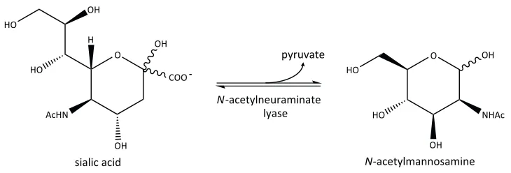 Figure 1.5. The reaction catalysed by N-acetylneuraminate lyase. N-Acetylneuraminate lyase catalyses the retro-aldol cleavage of open chain sialic acid to form N-acetylmannosamine and pyruvate