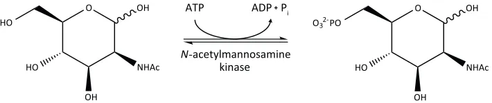 Figure 1.6. The reaction catalysed by N-acetylmannosamine kinase. N-Acetylmannosamine kinase 