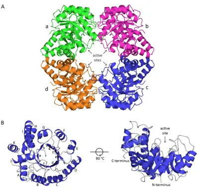 Figure 2.3. The structure of E. coli N-acetylneuraminate lyase. (A) The tetrameric structure of E