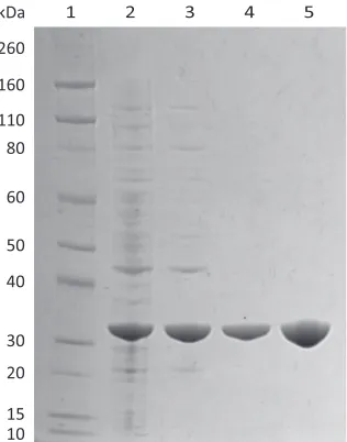 Figure 2.4. Purification of MRSA N-acetylneuraminate lyase. Sodium dodecyl sulfate polyacrylamide gel electrophpresis (SDS-PAGE) analysis showing the increasing purity of MRSA N-acetylneuraminate lyase at each purification step