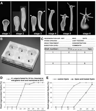 Fig. 7. Perform head regeneration experiments with 