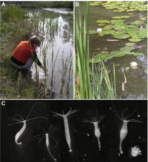 Fig. 1. Hydra fishing in the Canton of Geneva, Switzerland. (A,B) Patricia Bossert collecting wooden sticks and floating plants (Lily pads) on which she found Hydrapolyps attached