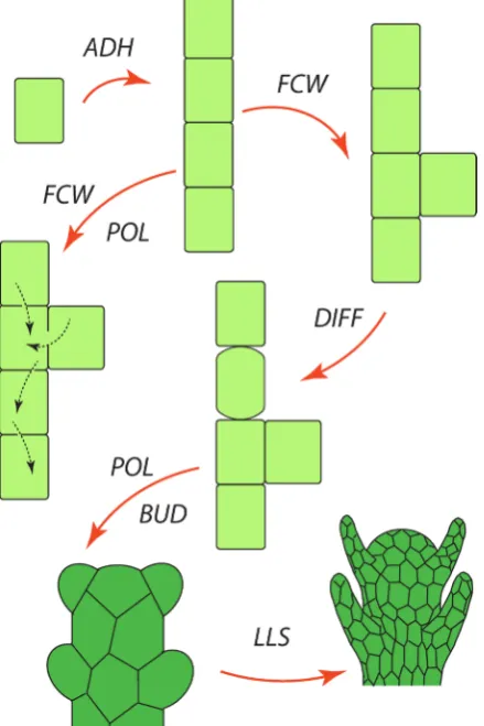Fig. 4. The combination of the dynamical patterning modules (DPMs) in different parts of an organism, and at different stages of develop-ment may give rise to the basic multicellular plant body plan