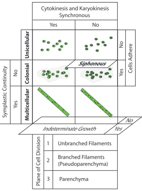 Fig. 2. Developmental features that establish the four plant body plans.