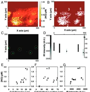 FIG 2. Real-time in vivo nitric oxide imaging with corresponding immunohistochemical analysisof neuronal NO synthase immunoreactive (nNOS-IR) cells