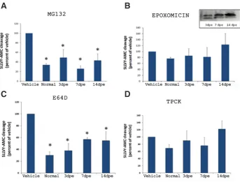 Fig. 3. Effect of epoxomicin in the presence of E64d, on the cleavage of the fluorogenic substrate SLLVY-AMC