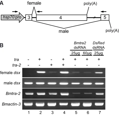 Fig. 1. Effect of RNAi-mediated Bmtra-2Structure of the splicing of the diagram represent exon labels