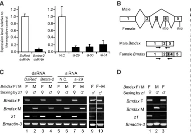 Fig. 3. RT-PCR analyses of the 
