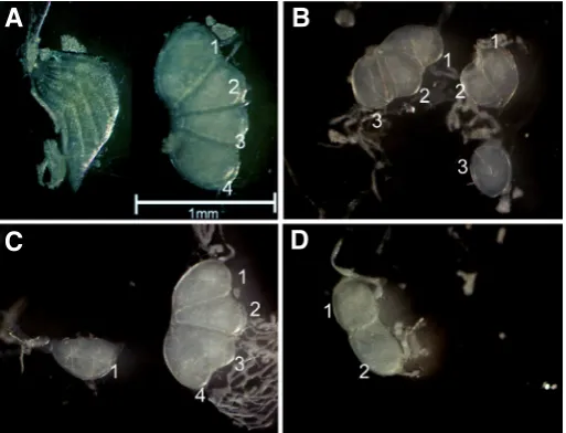 Fig. 4. Effect of RNAi-mediated Bmtra-2 knockdown in the early embryo. dsRNAs were injected into eggs laid by the sex-limited pSa (sable larval mark-ing) strain approximately 1 day after oviposition., Gonads were dissected out during the 3rd larval stage a