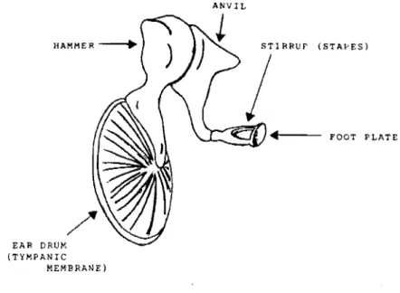 Fig.  1.6  Middle  Ear 