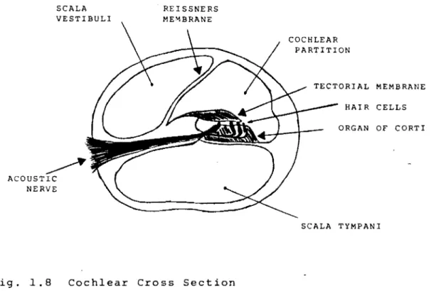 Fig.  1.8  Cochlear  Cross  Section 