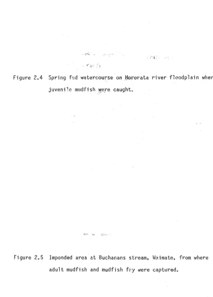 Figure 2.4 Spring fHd watercomqse on )i;to.t:'oratariver floodplain where 