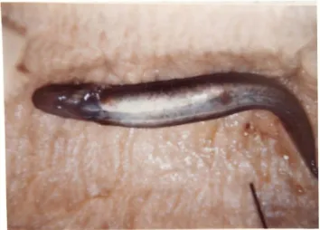 Figure 3.3 Photograph of emersed mudfish showing the ventral exposed stance. Note the mucoid bubbles of air emerging from the inflated opercula