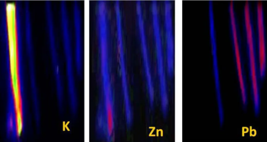 FIG. 1. Segments of an individual hair arranged to show regions sequentially distal from the bulb (left side of each image) to  the tip (right side of each image) at approximately 35mm from the bulb