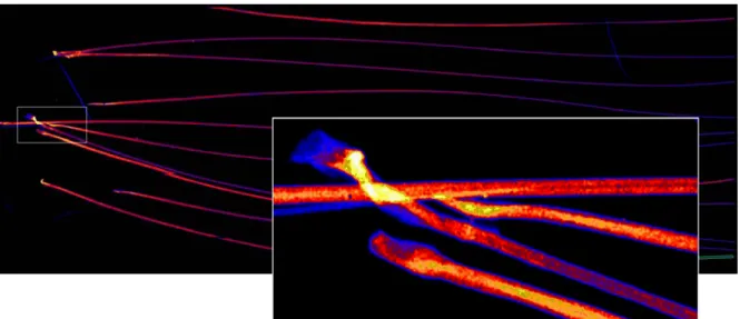 FIG.  2.  An  XRF  image  of  Zn  in  plucked  mouse  whiskers.  A  much  larger  number  of  samples  with  improved  resolution  can  be  imaged  with  fast  imaging  detectors,  i.e