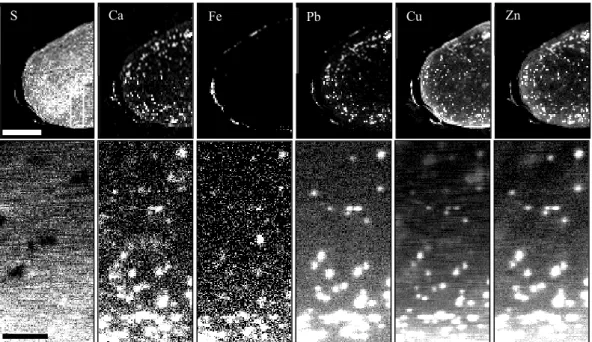FIG.  3.  High  resolution  XRF  images  of  a  hair  cross  section.  The  upper  images  show  gross  elemental  distributions  with  localized  deposits  around  nuclear  remnants  and/or  melanin  granules