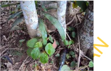 Fig.  5.  Iso  abasi  ekọñ,  the  tree  base,  with  abañ  idem  and  usan-idem,  where  libation  is  performed