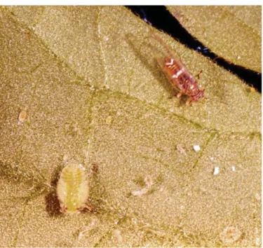 Figure 1.1. Potato psyllid, Bactericera cockerelli (Sulc) (Hemiptera: Triozidae), adult  (upper right) and nymph (lower left, fifth instar) feeding on potato leaf (photo: Q