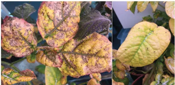 Figure 2.1. Potato leaves showing yellowing, and discoloration due to potato psyllid  nymph feeding (photo: Dan Johnson) 