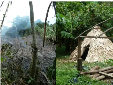 Figure 2: Shifting corn cultivation project (left) to grow corn to feed  chicken being raised in the structure on the right called tö ̀l.