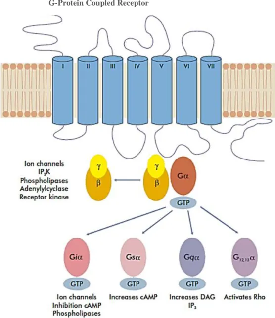 NEU1 SIALIDASE AND MATRIX METALLOPROTEINASE-9 CROSS-TALK IS ESSENTIAL ...