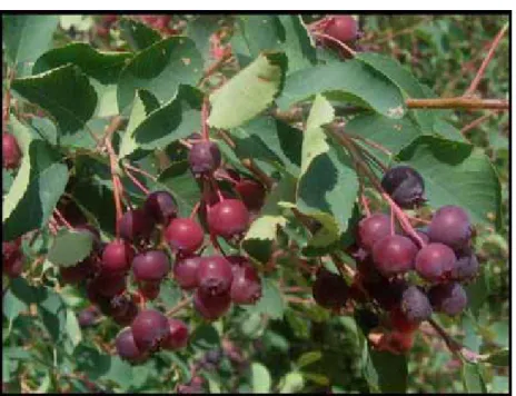Figure 1.  Amélanchier à feuilles d’aulne (Source : André Gagnon)  2.3. Variétés 