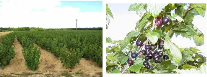 Figure 4.  Cassissier (Source : Nadine Blais)  Figure 5.  Cassis (Source : Daniel Bergeron) 