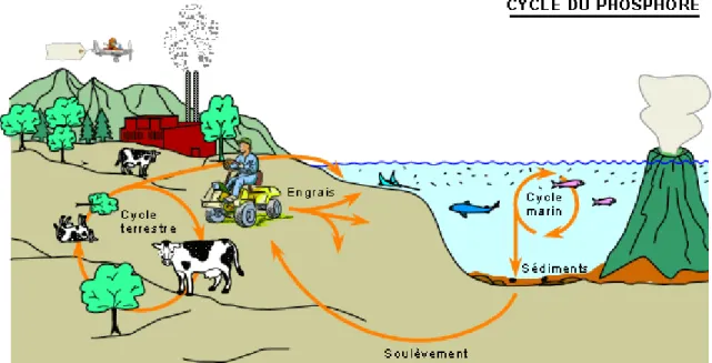Figure 1.1 – Le cycle du phosphore (tiré de Bourque, 2005)  