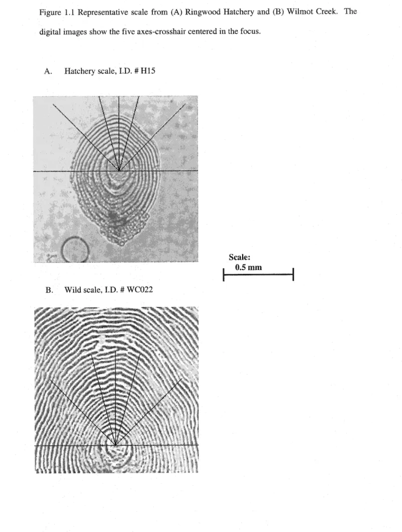 Figure  1.1  Representative  scale  from  (A)  Ringwood  Hatchery  and  (B)  Wilmot  Creek