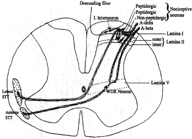 Figure  1  Spinal  pathway  for  pain  sensation.  Peptidergic  neurons  end  in  both  lamina  I  and  lamina  II  outer  layers;  whereas  non-peptidergic  neurons  end  in  lamina  II  inner